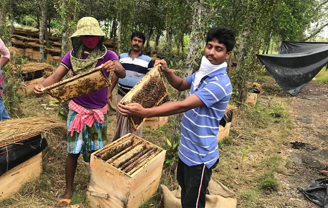 honey collectors process and bee keeping mans