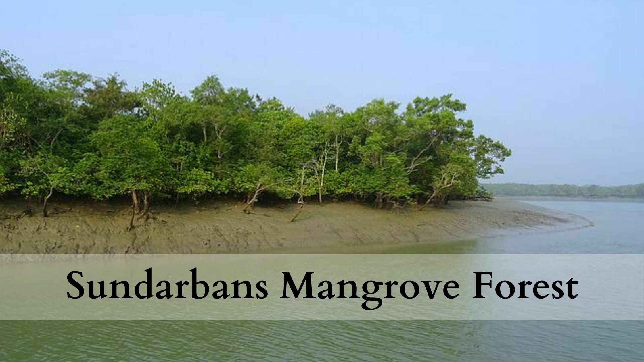 sundarban mangrove forest