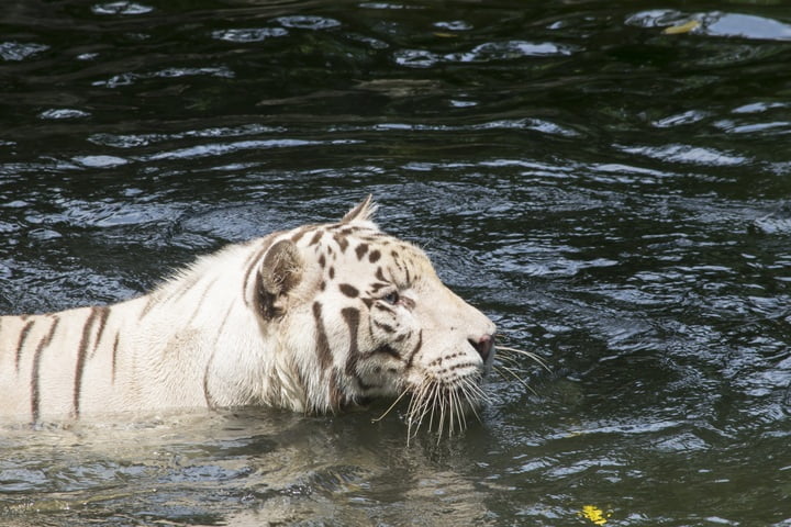 bengal tiger swimming sundarbans