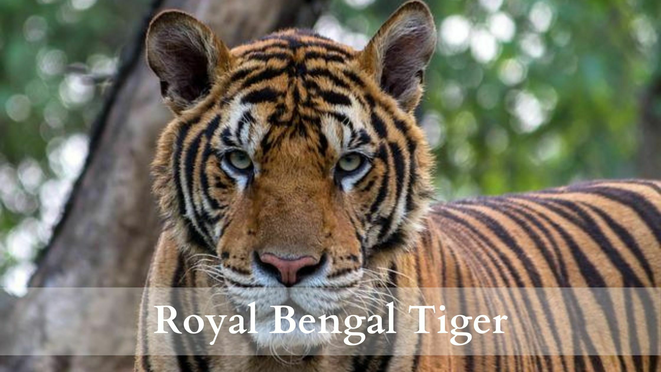 Royal Bengal Tiger - Vanishing Treasures