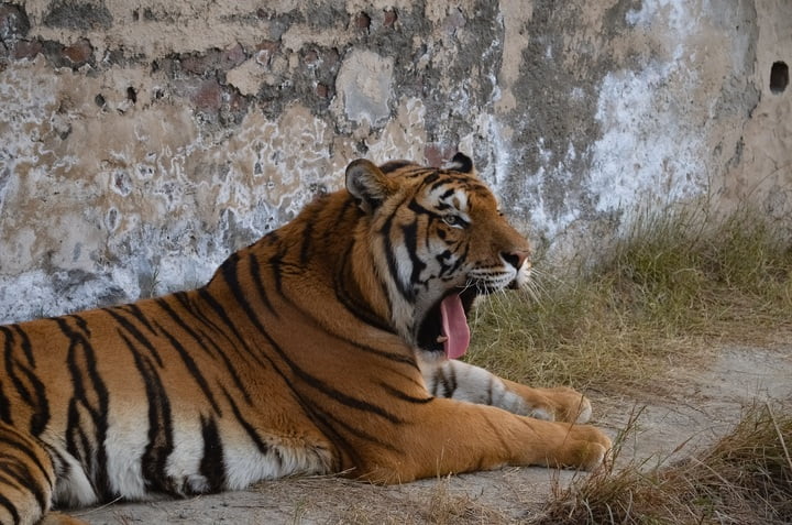 royal bengal tiger yawing roaring teeth saliva