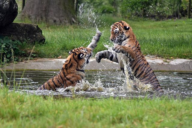 two bengal tigers fighting in sundarbans