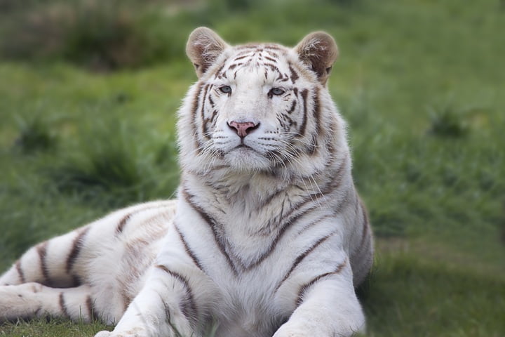 white royal bengal tiger sundarbans mangrove forest