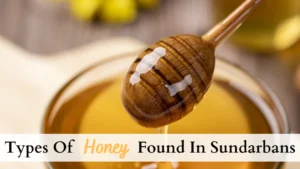 types of honey in sundarbans